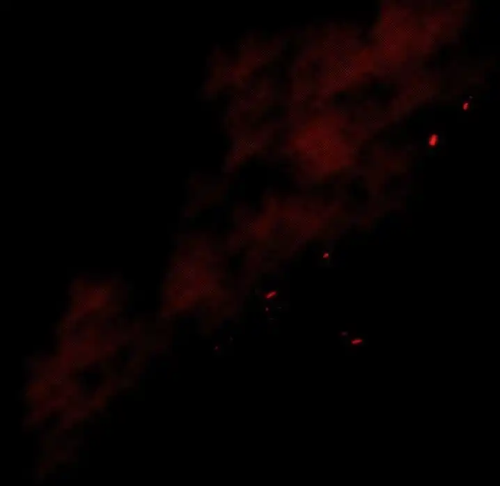 Ranunculus - Chapter 15 [photo 70] - MangaPorn