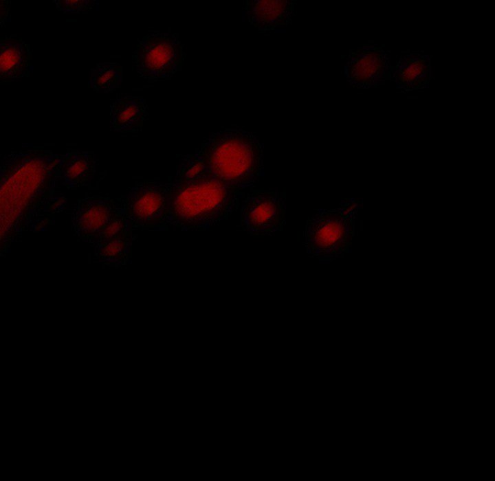 The Voice of God - Chapter 33 [photo 11] - MangaPorn